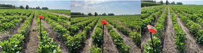 Cereal rye (Secale cereale L.) cover crop improves soil physico-chemical properties with no influence on soybean (Glycine max L.) root growth parameters
